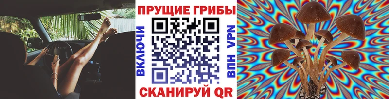Псилоцибиновые грибы Psilocybe  закладка  Колпашево 